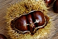 [공주특산물] 2021 공주햇밤 4kg(특대)